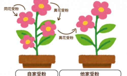 茵栀草图片网 | 茵栀黄的功效和作用是什么,茵栀念什么